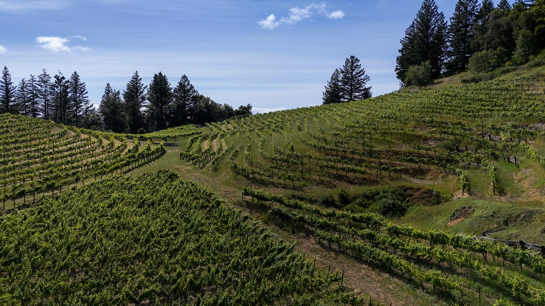 David Bruce Winery vineyard rows on a hillside at sunset